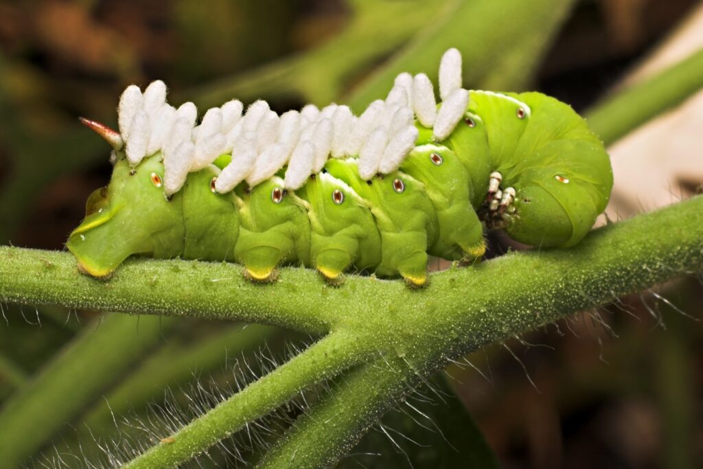 Tomato hornworm with what appears to be larvae, but are actually cocoons of parasitic wasps—a natural biocontrol in action. Small Pests Strike Back.