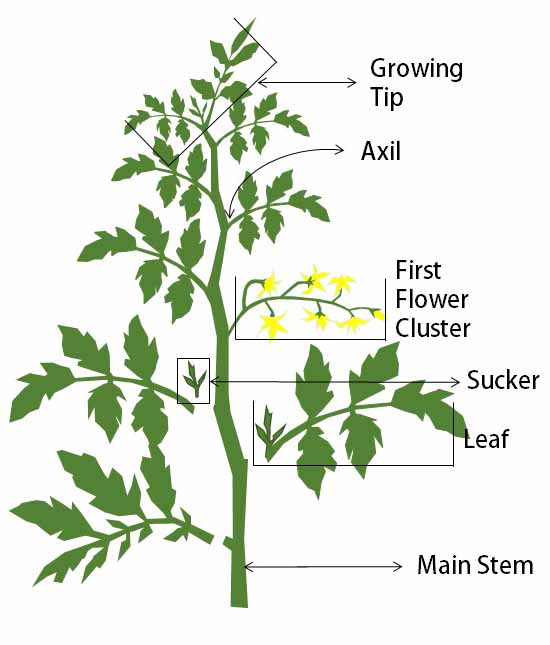Diagram illustrating optimal tomato plant pruning techniques - guidance on strategic pruning for healthier and more productive tomato plants. Watering & Maintenance.