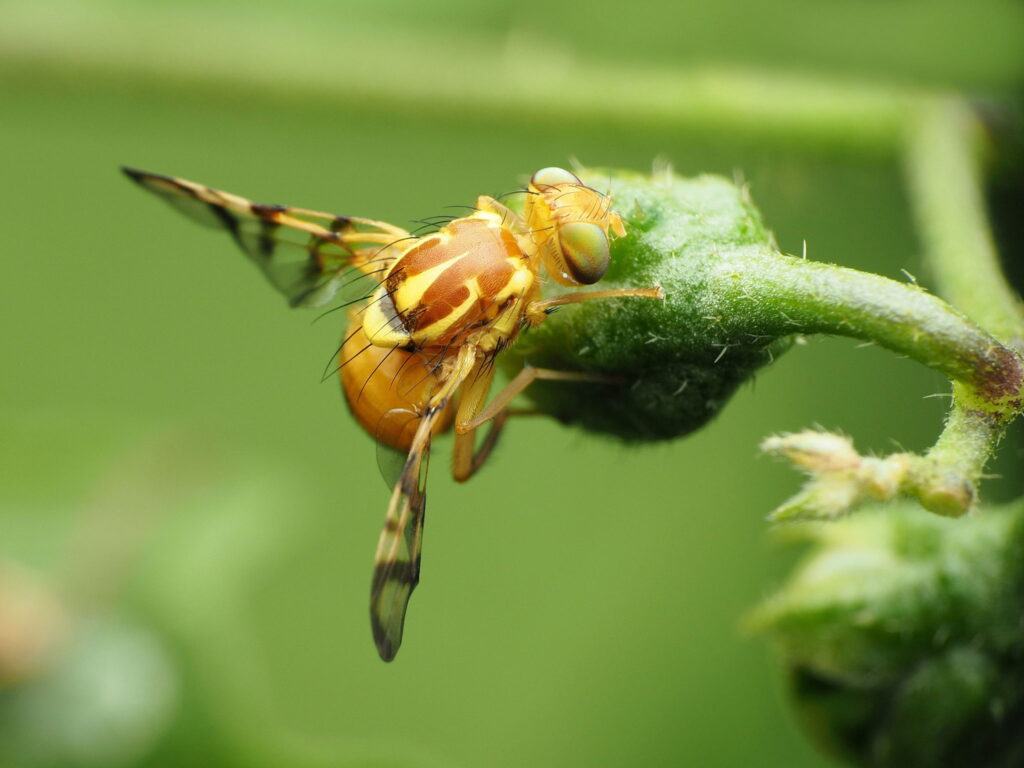 Yellow fly, approximately mosquito-sized, responsible for laying pepper maggots in red chili peppers, illustrating a pest affecting the garden.