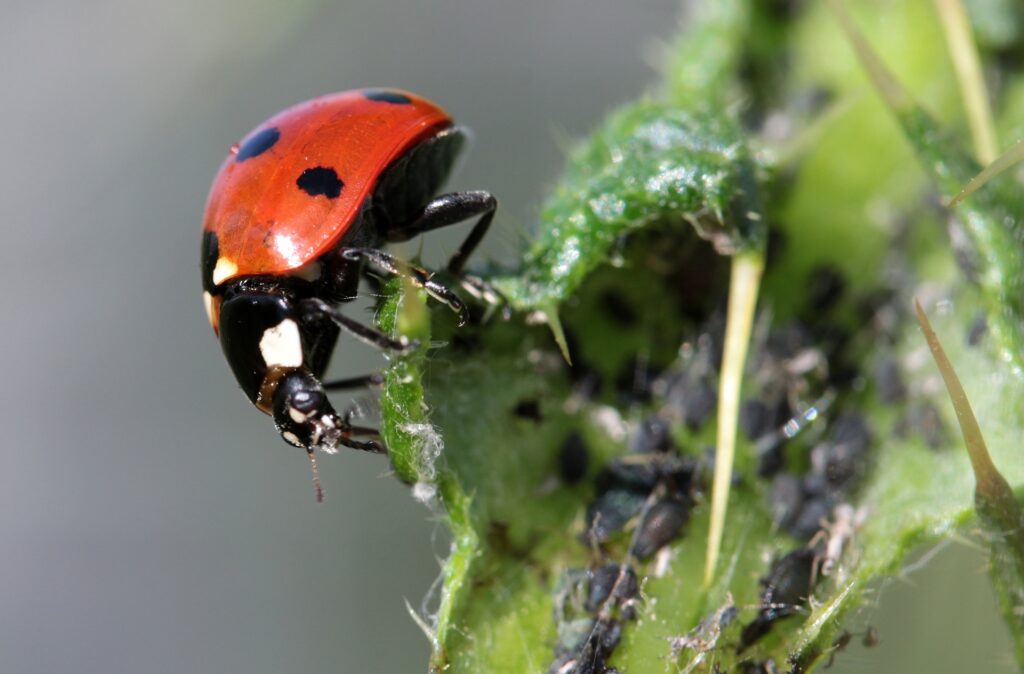 Ladybug, a natural predator, feasting on aphids—a beneficial ally in organic pest control for a thriving garden ecosystem. Small Pests Strike Back.