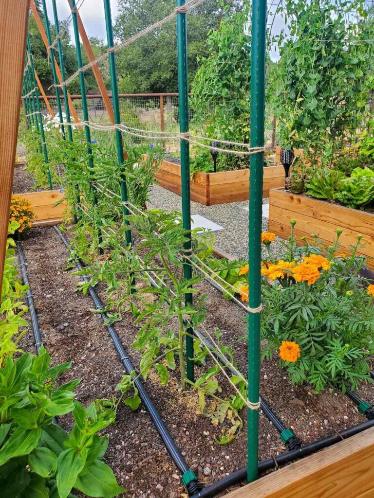 Florida Weave-style tomato trellis for efficient and organized growth of tomatoes in the garden.