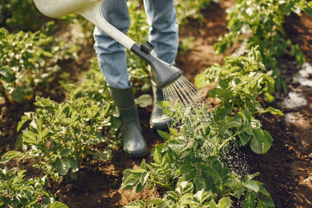 Overhead watering with a watering can on healthy vegetables in the ground - nurturing and hydrating plants for a thriving garden. Watering & Maintenance.
