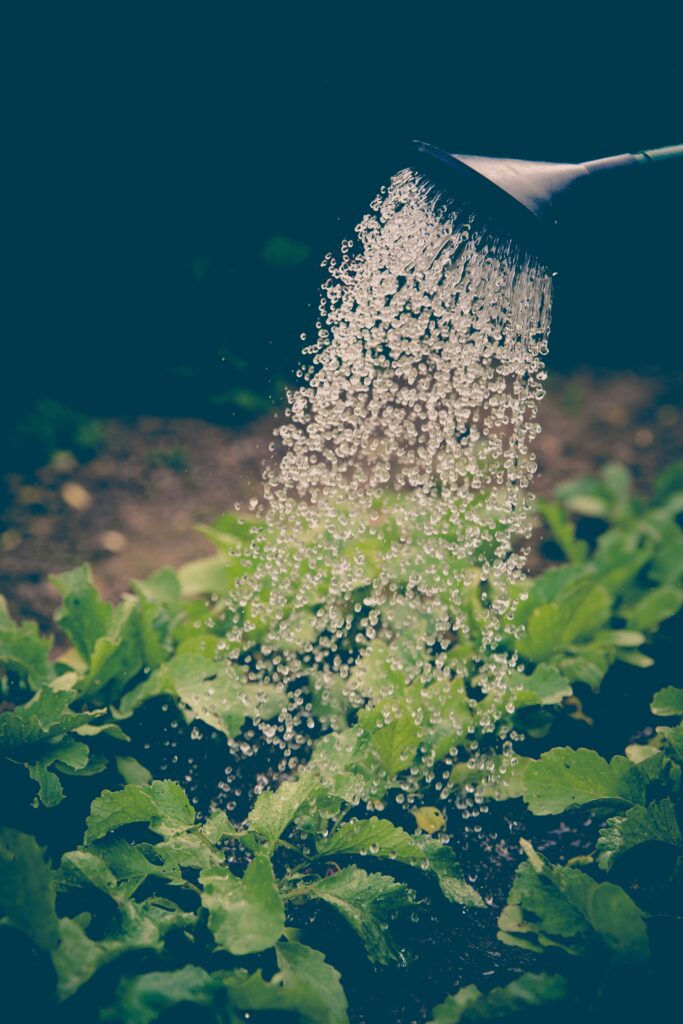 Providing essential hydration: A watering can showers crops with care in a flourishing garden.