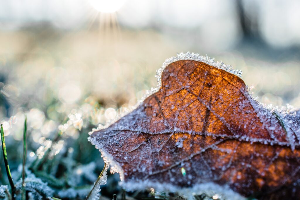 Frosty morning scene, showcasing a fallen leaf covered in delicate frost, surrounded by a glistening layer on the grass.