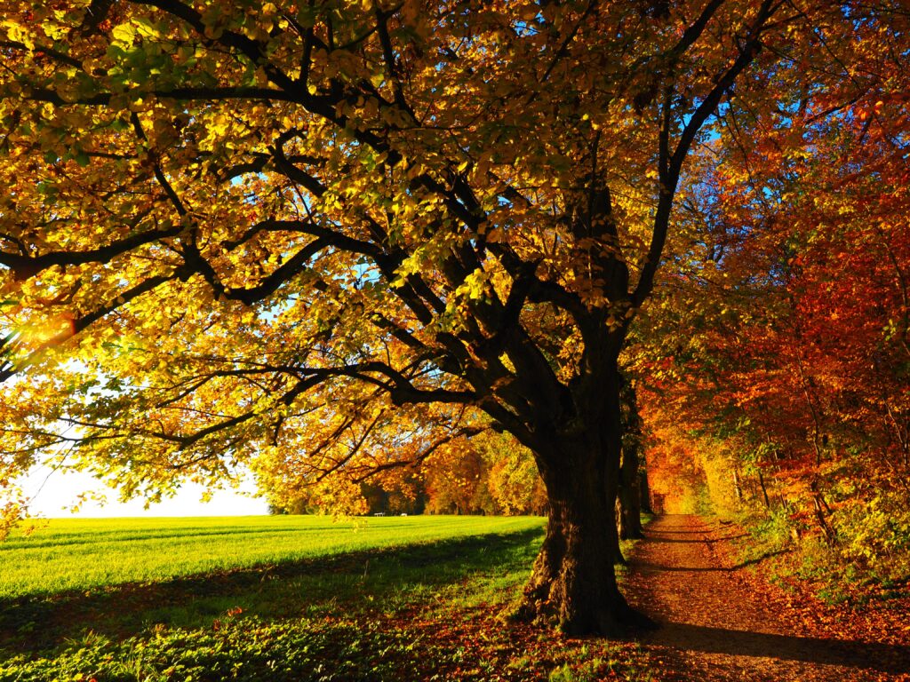 Large tree undergoing fall transition, with leaves dropping and transforming into vibrant shades of yellow and orange.