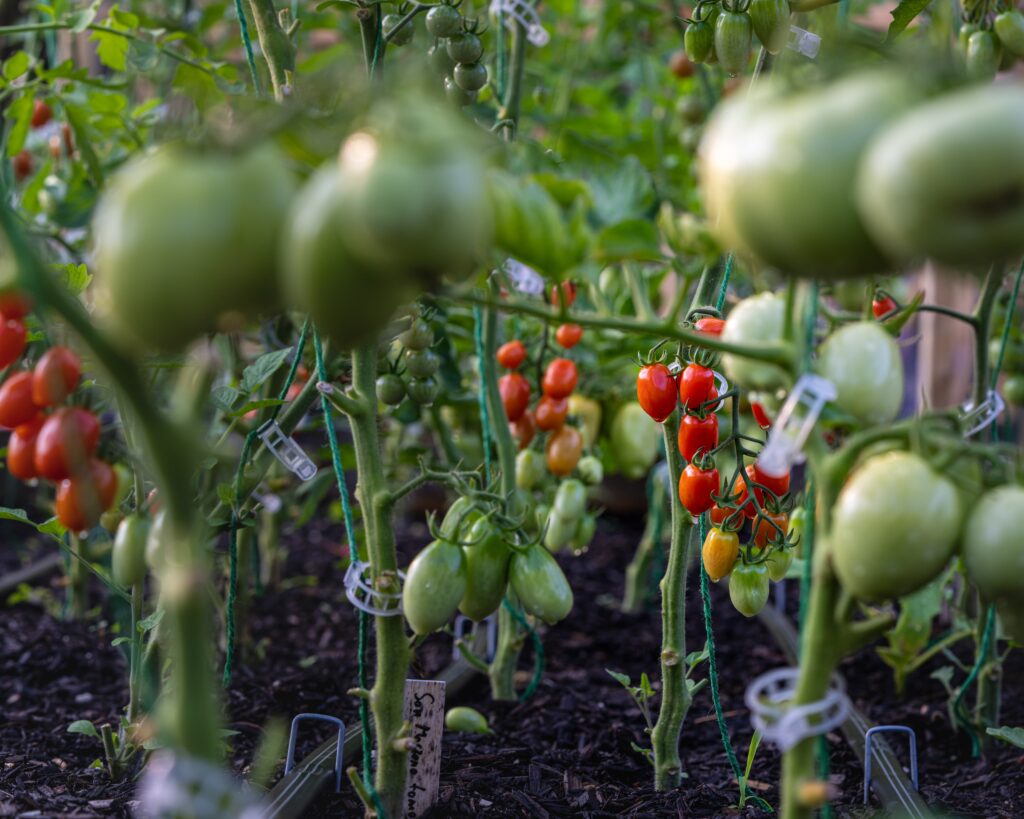 Assorted tomatoes at various ripening stages, promising a vibrant harvest in the garden.