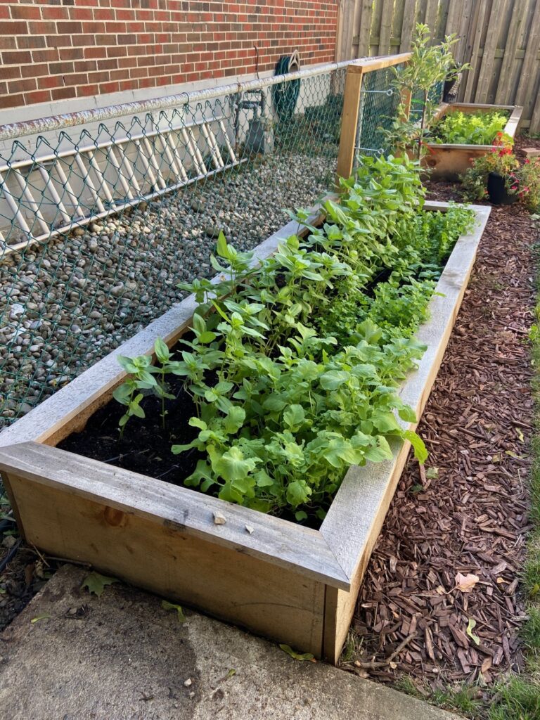 An elevated wooden garden bed bursting with vibrant greenery, showcasing a variety of thriving plants. It's not too late.