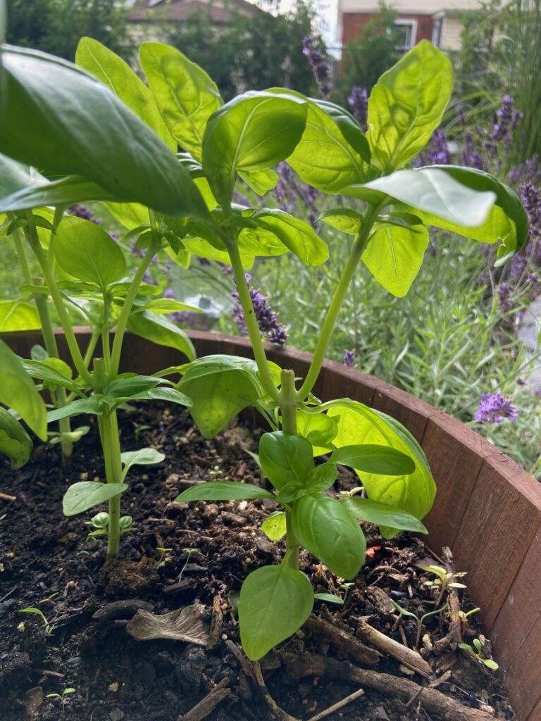 Successful basil pruning: New growth flourishing after proper pruning. Enjoy a bushier plant with increased yields!