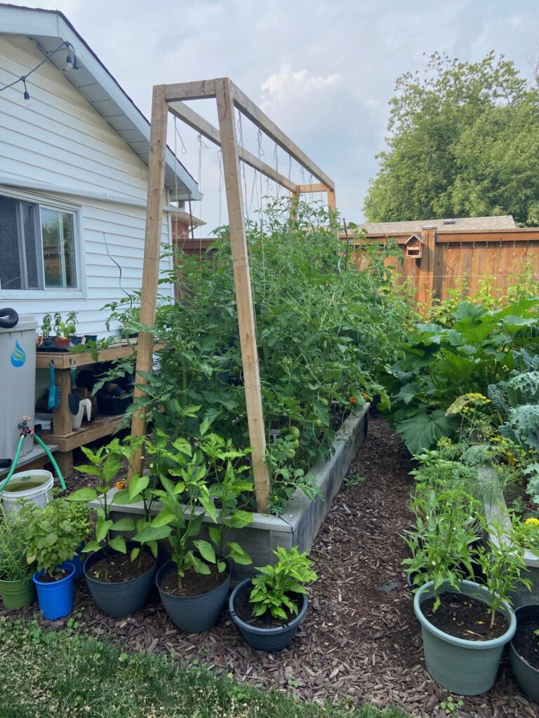 Tomatoes climbing a string trellis in a raised bed garden.