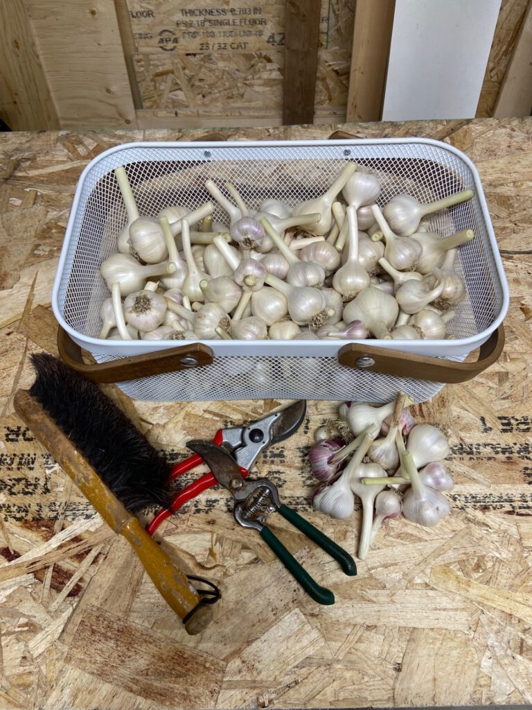 Garlic harvest: A basket of freshly harvested garlic bulbs, Felco shears, and a brush for cleaning, showcasing the tools used in the harvest process.