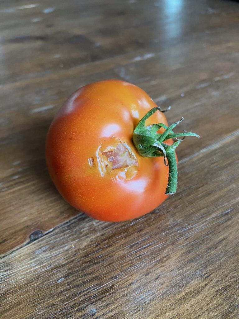 Tomato with pest damage, showing nibbled areas from garden pests.