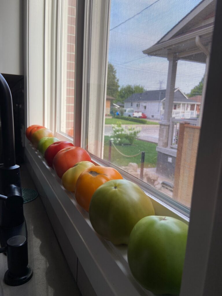 Valuable Veggies! Assorted tomatoes ripening on a window sill, displaying various shades from red to green.