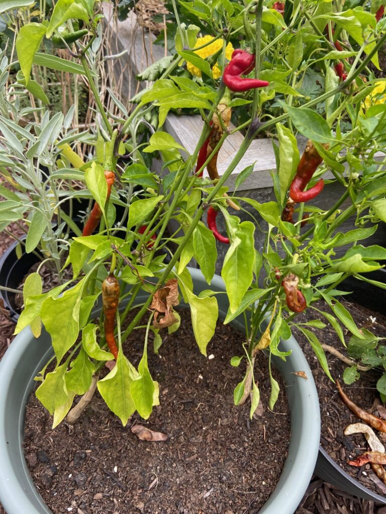 Red chili peppers affected by fly damage in the garden, showcasing the impact of pests on the harvest.