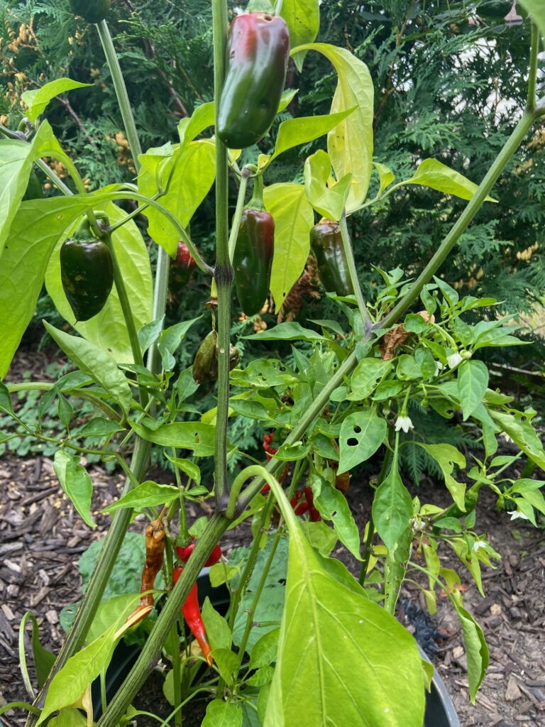 Infested red chili and jalapeño plants, visibly affected by pepper maggots, highlighting the impact of the pest on the chili garden.