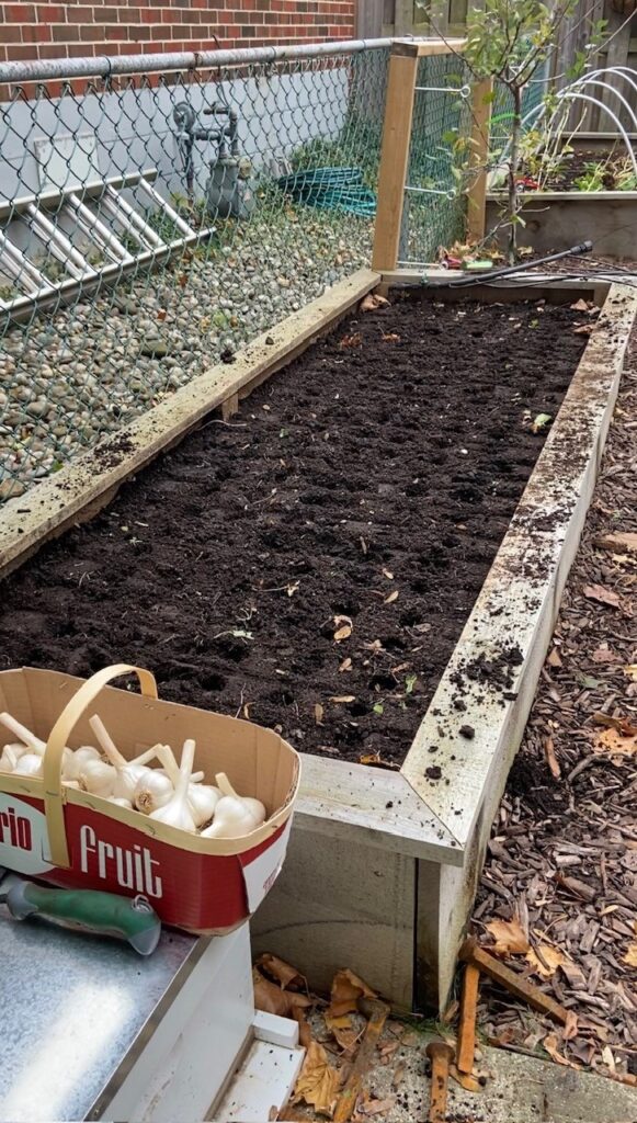 Prepared raised garden: A well-prepped raised garden bed ready for garlic planting, showcasing the rich soil and neat organization for optimal growing conditions.