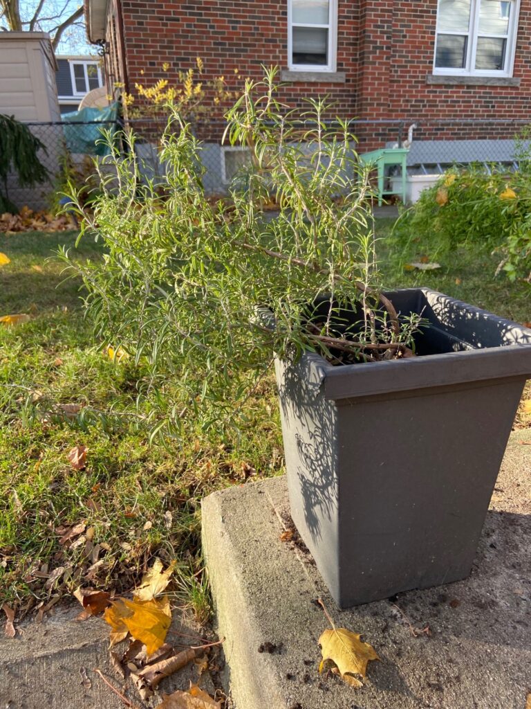 Rosemary in pot: A square pot containing vibrant rosemary, a versatile herb, suitable for indoor storage during winter for year-round culinary enjoyment.