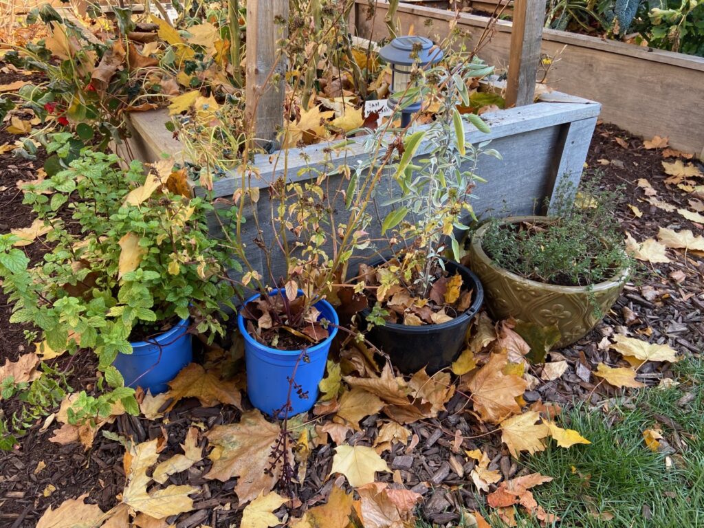 Dormant Herbs: Sage, thyme, oregano, and mint potted for winter dormancy, awaiting reuse in the spring for a continuous herb supply.