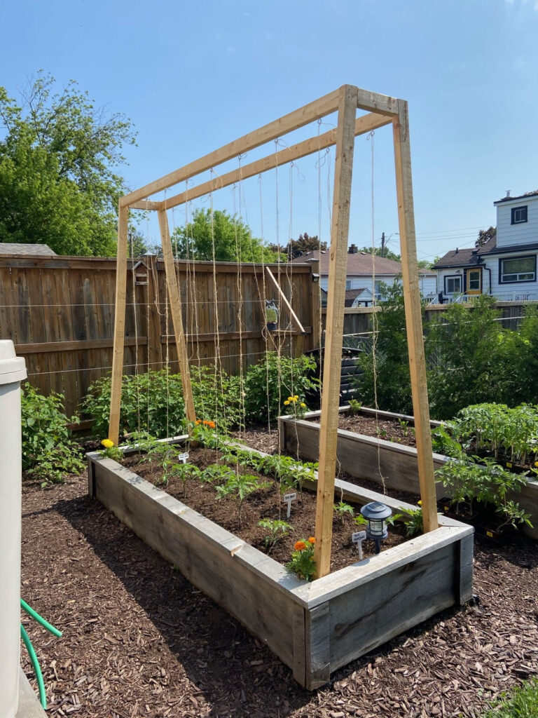 Raised garden bed featuring wood and string tomato trellis, with tomatoes, marigolds, and raspberries thriving.