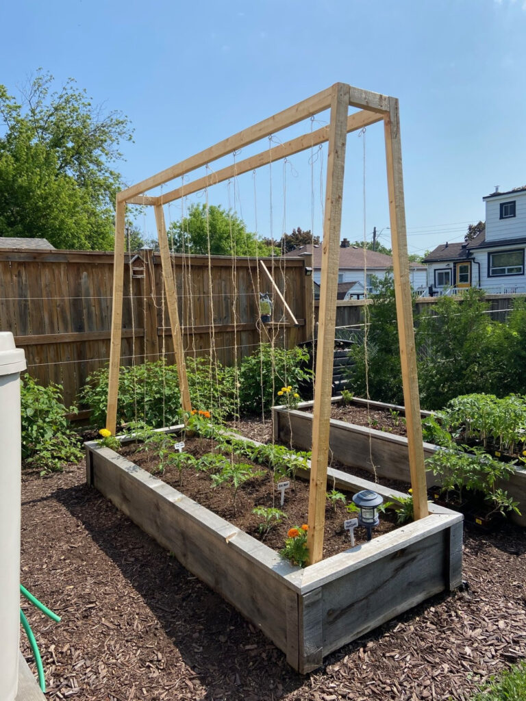Raised garden bed with tomato trellis made of wood and string. Marigolds add a pop of color in the corner, promoting a healthy and balanced garden ecosystem. Beneficial Flowers.
