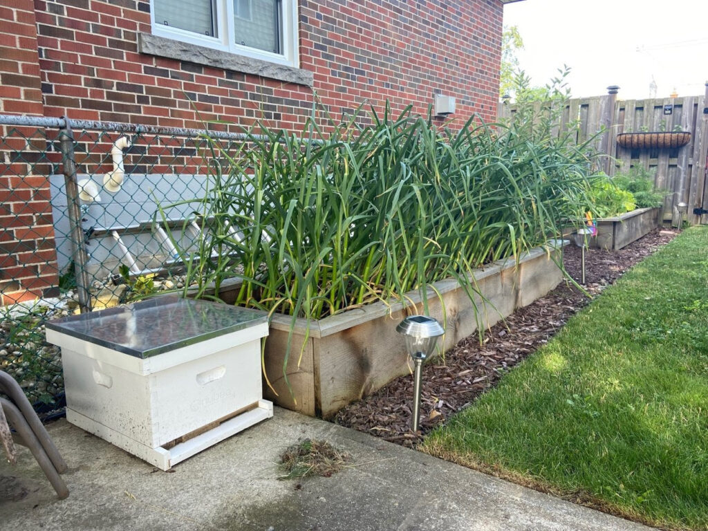 Raised Garden bed with garlic and garlic scapes