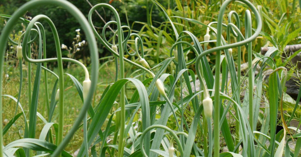 Garlic Scapes or pig tails