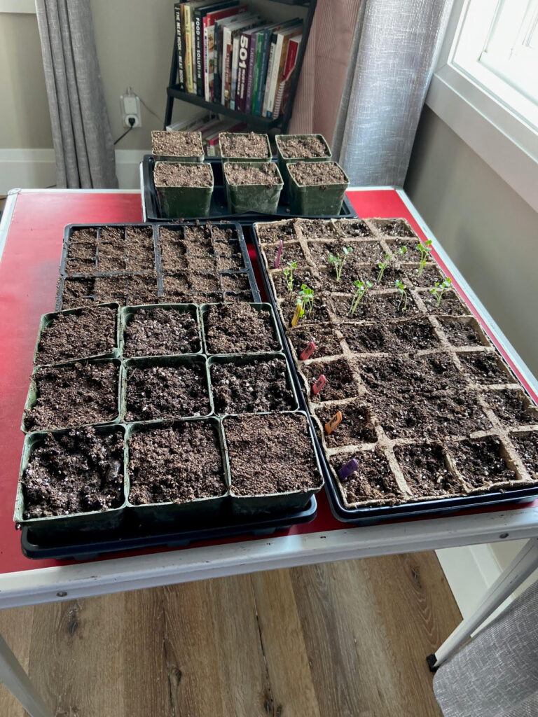 Seed starting setup: Trays and pots filled with soil bask in sunlight by the window, ready for the magic of germination.