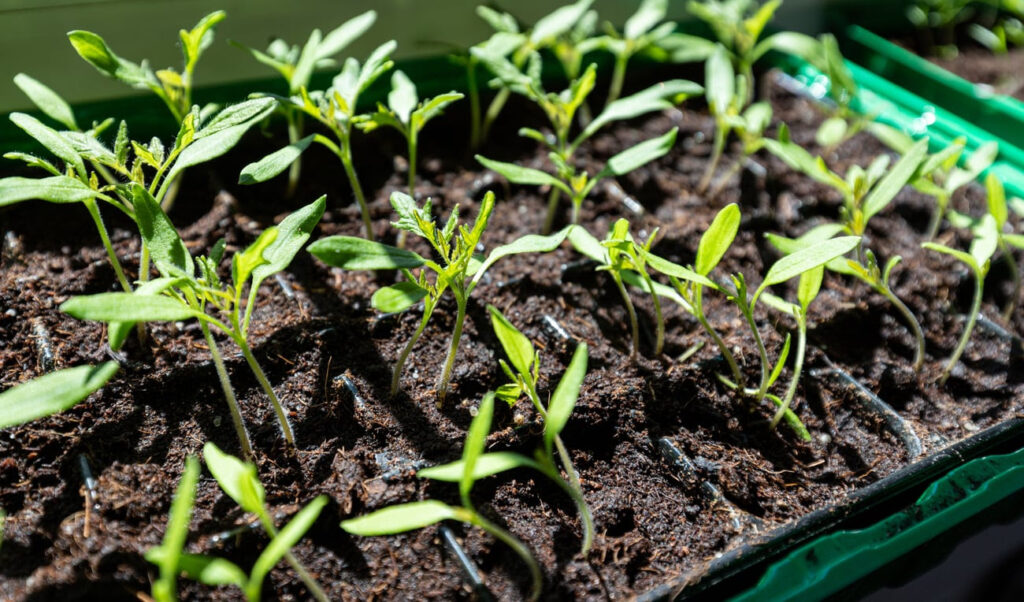 Seedlings basking in sunlight within a seed tray - early growth in a nurturing environment. Hardening Off Seedlings.