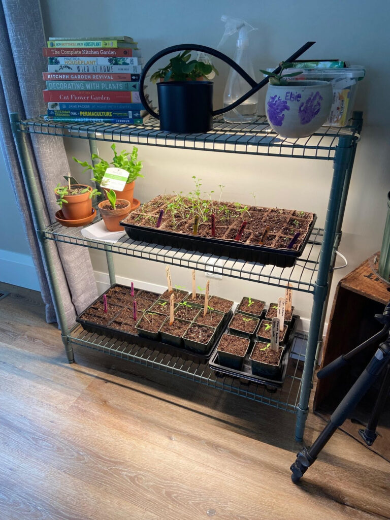 Optimal germination: Seed starting pots and trays placed under vibrant grow lights on a wire rack, ensuring healthy and robust seedlings.