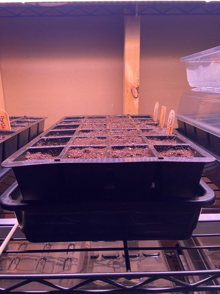 Seed tray with germinating vegetables under grow lights on wire rack - indoor gardening setup for successful seed starting. Vegetables we started.