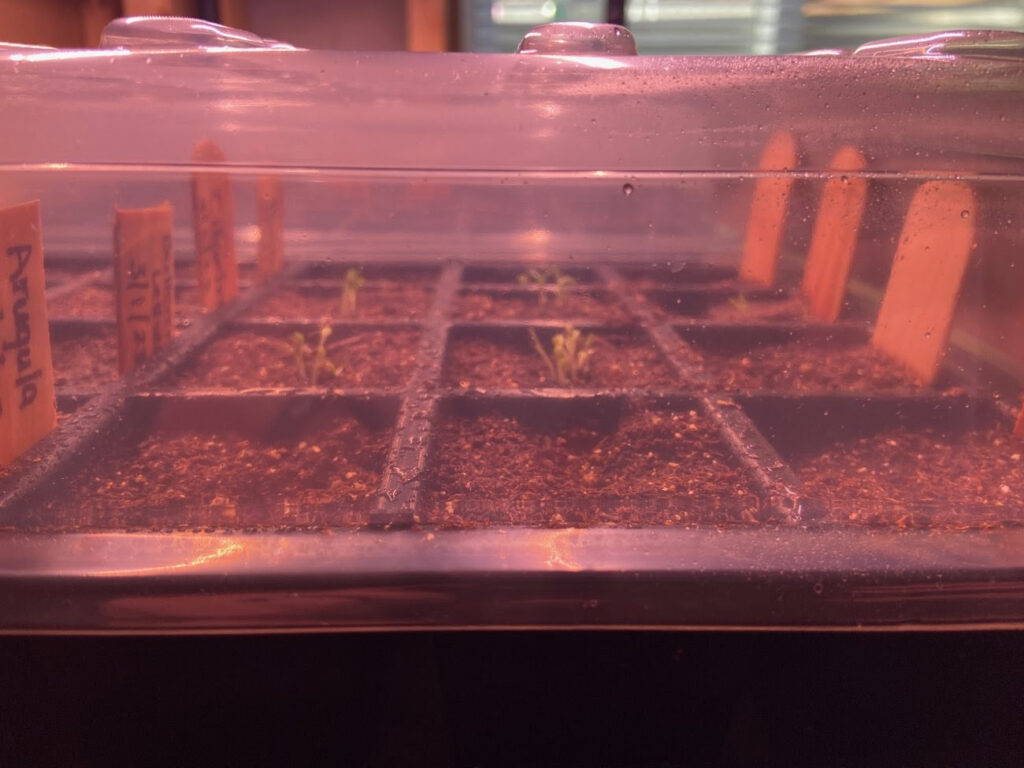 Close-up of germinating vegetables under a plastic dome, nurtured by grow lights - indoor seed starting for a thriving garden. Vegetables we started.