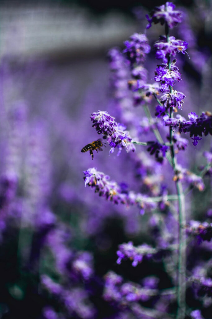 Lavender blooms attracting a bee for pollination. A symbiotic dance in nature, capturing the beauty of pollinators and fragrant blossoms in the garden. Beneficial Flowers.