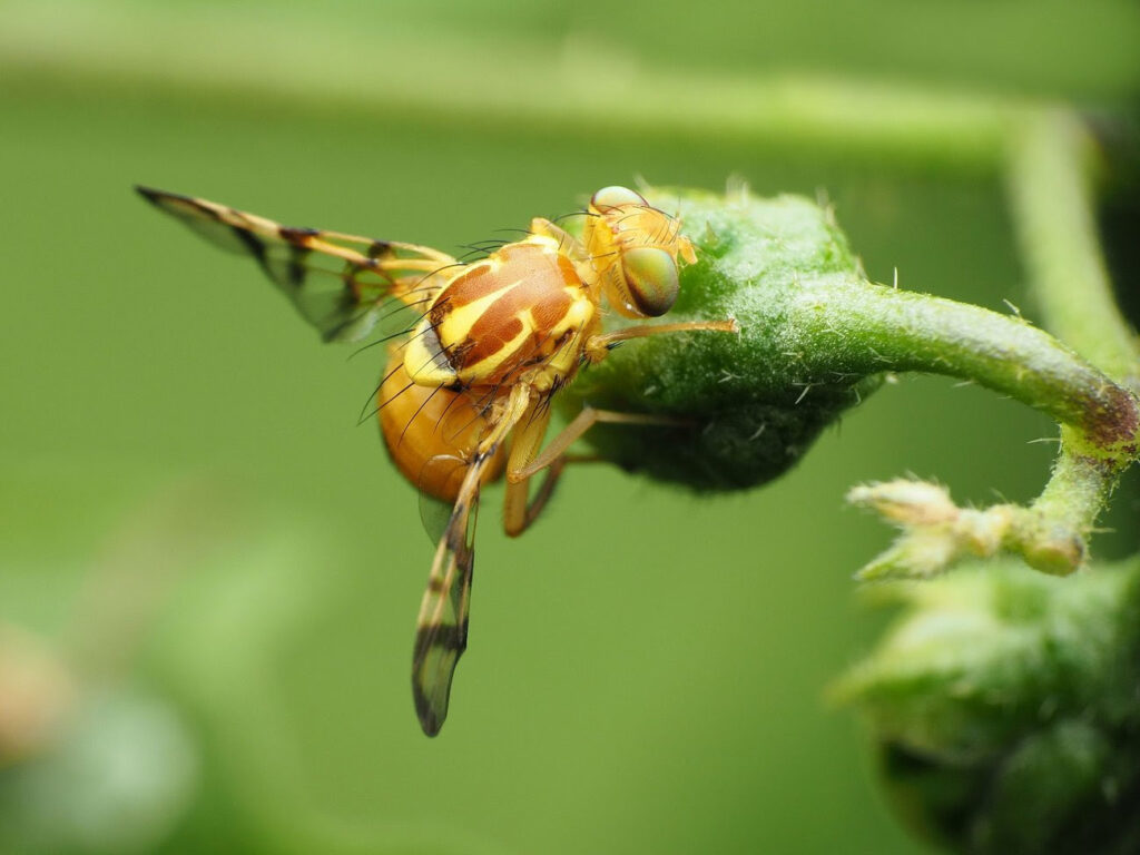 Yellow flying pest feeding on a vegetable stem.